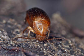 Mordellistena neuwaldeggiana / Ohne deutschen Namen / Stachelkfer - Mordellidae