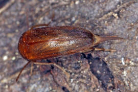 Mordellistena neuwaldeggiana / Ohne deutschen Namen / Stachelkfer - Mordellidae