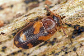 Mycetophagus piceus / Ohne deutschen Namen / Baumschwammkfer - Mycetophagidae