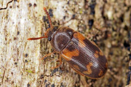 Mycetophagus piceus / Ohne deutschen Namen / Baumschwammkfer - Mycetophagidae