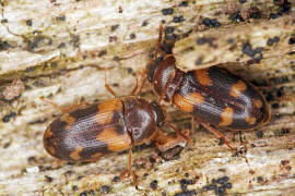 Mycetophagus piceus / Ohne deutschen Namen / Baumschwammkfer - Mycetophagidae