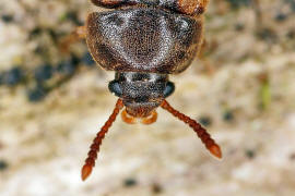 Mycetophagus piceus / Ohne deutschen Namen / Baumschwammkfer - Mycetophagidae