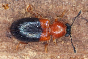 Necrobia ruficollis (Fabricius, 1775) / Rothalsiger Kolben-Buntkfer / Schinkenkfer / Buntkfer - Cleridae