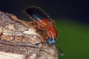 Necrobia ruficollis (Fabricius, 1775) / Rothalsiger Kolben-Buntkfer / Schinkenkfer / Buntkfer - Cleridae