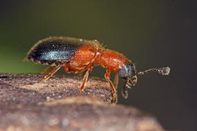 Necrobia ruficollis (Fabricius, 1775) / Rothalsiger Kolben-Buntkfer / Schinkenkfer / Buntkfer - Cleridae