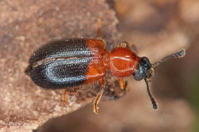 Necrobia ruficollis (Fabricius, 1775) / Rothalsiger Kolben-Buntkfer / Schinkenkfer / Buntkfer - Cleridae