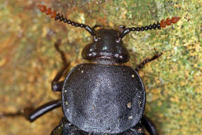 Necrodes littoralis / Ufer-Aaskfer / Ufer-Totengrber / Aaskfer - Silphidae - Silphinae