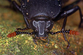 Necrodes littoralis / Ufer-Aaskfer / Ufer-Totengrber / Aaskfer - Silphidae - Silphinae