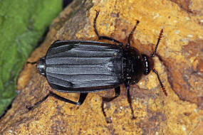 Necrodes littoralis / Ufer-Aaskfer / Ufer-Totengrber / Aaskfer - Silphidae - Silphinae