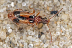 Notoxus monoceros / Gemeiner Einhornkfer / Halskfer - Anthicidae