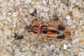 Notoxus monoceros / Gemeiner Einhornkfer / Halskfer - Anthicidae