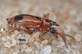 Notoxus monoceros / Gemeiner Einhornkfer / Halskfer - Anthicidae