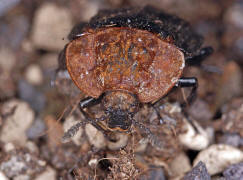 Oiceoptoma thoracicum / Rothalsige Silphe / Aaskäfer - Silphidae