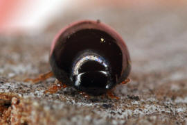 Olibrus bicolor / Ohne deutschen Namen / Glattkfer - Phalacridae