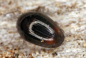 Olibrus bicolor / Ohne deutschen Namen / Glattkfer - Phalacridae