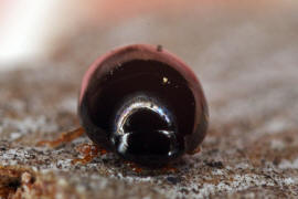 Olibrus bicolor / Ohne deutschen Namen / Glattkfer - Phalacridae