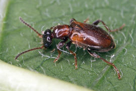 Omonadus floralis / Ohne deutschen Namen / Halskfer - Anthicidae