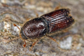 Orthotomicus laricis / Vielzhniger Kiefernborkenkfer / Borkenkfer - Scolytidae