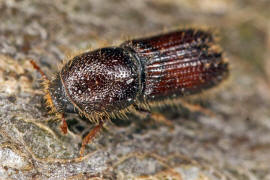 Orthotomicus laricis / Vielzhniger Kiefernborkenkfer / Borkenkfer - Scolytidae