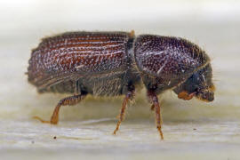 Orthotomicus laricis / Vielzhniger Kiefernborkenkfer / Borkenkfer - Scolytidae