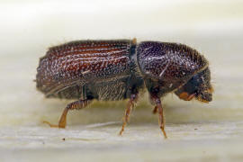 Orthotomicus laricis / Vielzhniger Kiefernborkenkfer / Borkenkfer - Scolytidae