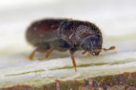 Orthotomicus laricis / Vielzhniger Kiefernborkenkfer / Borkenkfer - Scolytidae