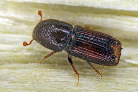 Orthotomicus laricis / Vielzhniger Kiefernborkenkfer / Borkenkfer - Scolytidae