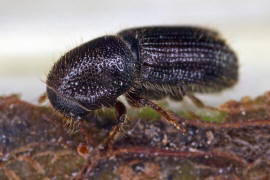 Orthotomicus laricis / Vielzhniger Kiefernborkenkfer / Borkenkfer - Scolytidae