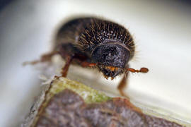 Orthotomicus laricis / Vielzhniger Kiefernborkenkfer / Borkenkfer - Scolytidae