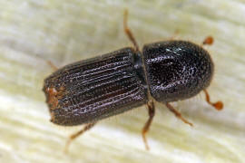 Orthotomicus laricis / Vielzhniger Kiefernborkenkfer / Borkenkfer - Scolytidae