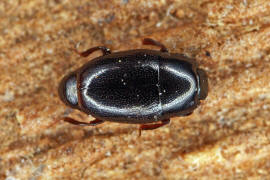 Paromalus flavicornis / Ohne deutschen Namen / Stutzkfer - Histeridae - Dendrophilinae