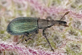 Perapion violaceum / Veilchenblauer Sauerampfer-Spitzmausrssler / Spitzmausrssler - Apionidae / berfamilie: Rsselkfer - Curculionoidea