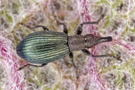 Perapion violaceum / Veilchenblauer Sauerampfer-Spitzmausrssler / Spitzmausrssler - Apionidae / berfamilie: Rsselkfer - Curculionoidea