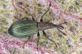 Perapion violaceum / Veilchenblauer Sauerampfer-Spitzmausrssler / Spitzmausrssler - Apionidae / berfamilie: Rsselkfer - Curculionoidea