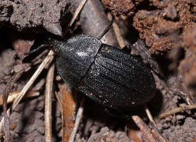 Phosphuga atrata / Schwarzer Schneckenjger / Aaskfer - Silphidae