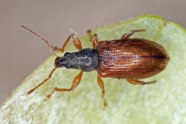 Phyllobius oblongus / Zweifarbiger Schmalbauchrssler / Rsselkfer - Curculionidae - Otiorhynchinae