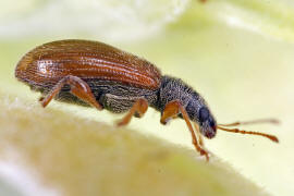 Phyllobius oblongus / Zweifarbiger Schmalbauchrssler / Rsselkfer - Curculionidae - Otiorhynchinae