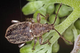 Phyllobius pyri / Birnen-Grnrssler / Rsselkfer - Curculionidae - Otiorhynchinae