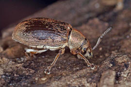 Phyllobius pyri / Birnen-Grnrssler / Rsselkfer - Curculionidae - Otiorhynchinae