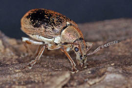 Phyllobius pyri / Birnen-Grnrssler / Rsselkfer - Curculionidae - Otiorhynchinae