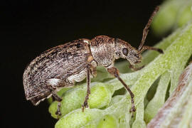 Phyllobius pyri / Birnen-Grnrssler / Rsselkfer - Curculionidae - Otiorhynchinae
