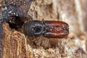 Pityogenes chalcographus / Kupferstecher / Sechszhniger Fichtenborkenkfer / Borkenkfer - Scolytidae