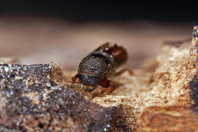 Pityogenes chalcographus / Kupferstecher / Sechszhniger Fichtenborkenkfer / Borkenkfer - Scolytidae