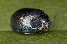 Plagiodera versicolora / Breiter Weidenblattkfer / Blattkfer - Chrysomelidae - Chrysomelinae