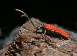 Platycis minutus / Kleiner Rotdeckenkäfer / Rotdeckenkäfer - Lycidae