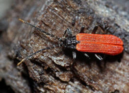 Platycis minutus / Kleiner Rotdeckenkfer / Rotdeckenkfer - Lycidae