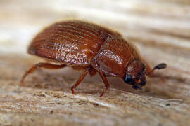 Pocadius adustus / Ohne deutschen Namen / Glanzkfer - Nitidulidae