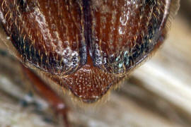 Pocadius adustus / Ohne deutschen Namen / Glanzkfer - Nitidulidae