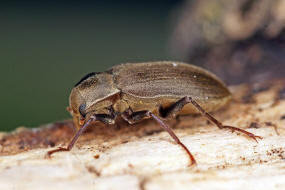 Pomatinus substriatus / Ohne deutschen Namen / Hakenkfer - Dryopidae