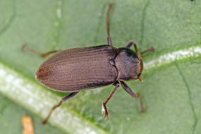 Pomatinus substriatus / Ohne deutschen Namen / Hakenkfer - Dryopidae